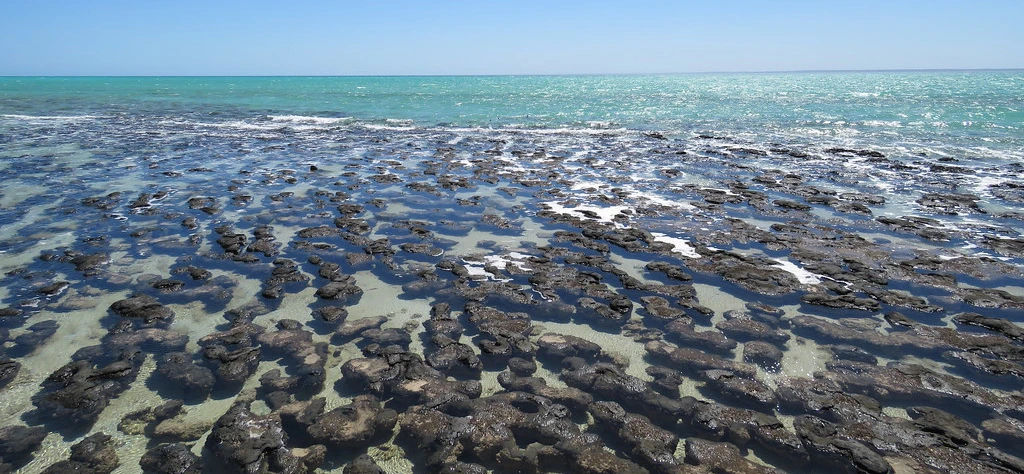 Hamelin Pool Stromatolites (2)
