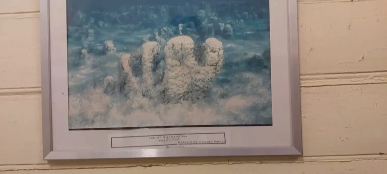 Stromatolites under water with the first oxygen going into the air